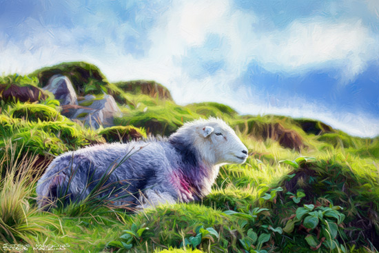 Sheep Art Print