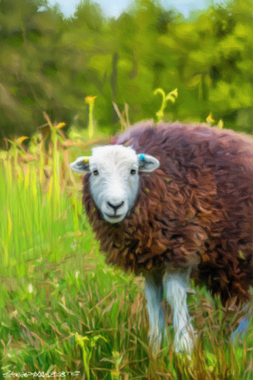 Sheep Art Print