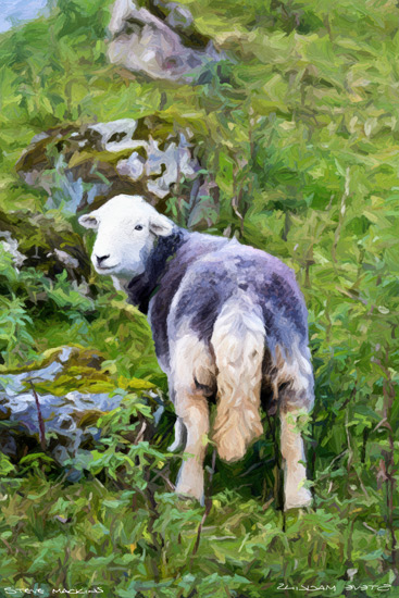 Sheep Art Print