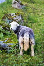 Sheep Art Print - Sheep Art Art Print