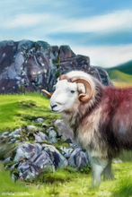 Sheep Art Print - Sheep Art Art Print