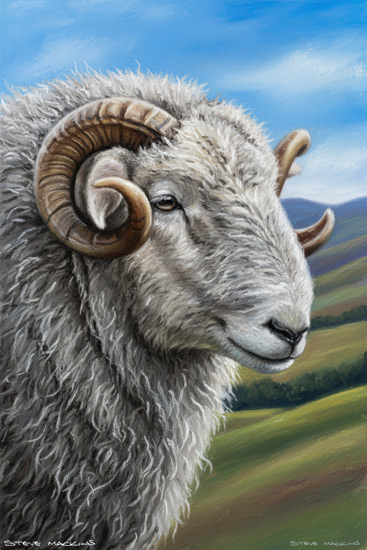 Sheep Art Print