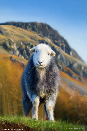 Sheep Art Print