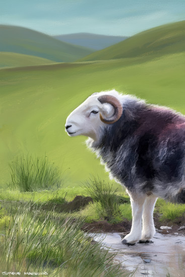 Sheep Art Print