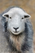 Sheep Art Print - Sheep Art Art Print