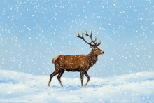Highland Stag Art Print