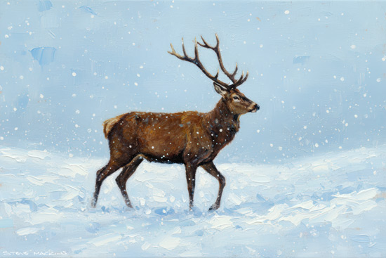 Highland Stag Art Print