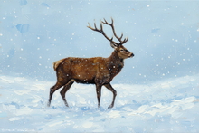 Stag, Deer, Lake District, Lakeland