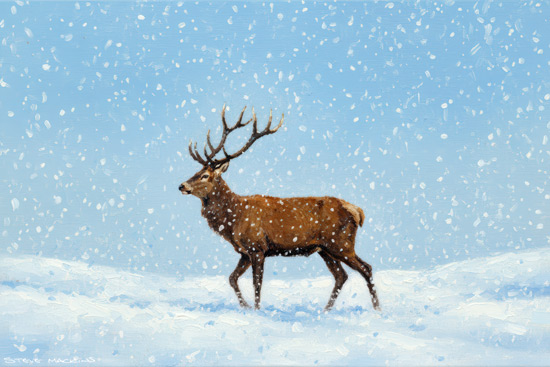 Highland Stag Art Print