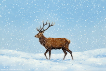 Highland Stag Art Print