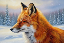Fox, Vixen, Tod, Red Fox, Wild Fox