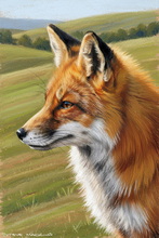 Fox, Vixen, Tod, Red Fox, Wild Fox