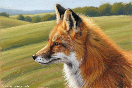 Fox Art Print