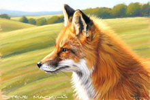 Fox, Vixen, Tod, Red Fox, Wild Fox