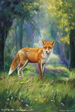 Fox, Vixen, Tod, Red Fox, Wild Fox