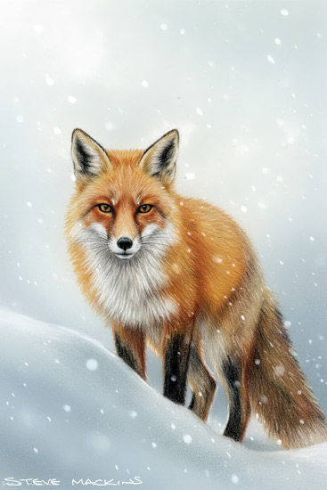 Fox Art Print