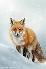Fox, Vixen, Tod, Red Fox, Wild Fox