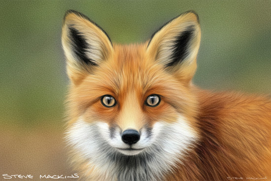 Fox Art Print