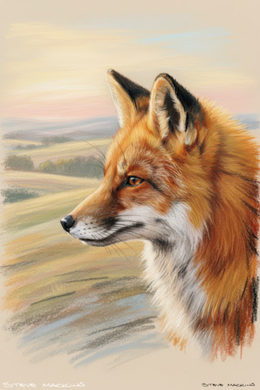 Fox Art Print