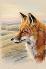 #Ullswater Fox Giclee Art Prints #Windermere Fox Prints #Cumbria Fennec Fox Aluminium Prints #Langdales Fox Study Aluminium Prints #Borrowdale Fennec Fox Fine Art Prints #Langdales Fox Aluminium Prints #Ullswater Vixen Fine Art Prints #Lake District Fox Canvas Art Prints #Ullswater Vixen Artwork #Keswick Fennec Fox Canvas Prints #Langdales Fennec Fox Canvas Prints #Borrowdale Vixen Fine Art Prints #Keswick Fox Cub Fine Art Prints #Fox Cub Art Prints Presentation Gifts #Langdales Vixen Artwork #Cumbria Fox Wall Art #UK Vixen Wall Art #Fox Study Canvas Prints #Lakeland Red Fox Art Prints #Ullswater Red Fox Canvas Art Prints #Fennec Fox Wall Art #Langdales Fox Study Wall Art