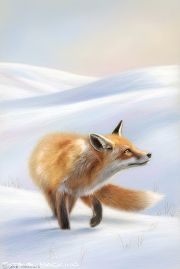 Fox Art Print