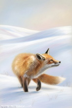 Fox, Vixen, Tod, Red Fox, Wild Fox