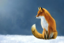 Fox, Vixen, Tod, Red Fox, Wild Fox