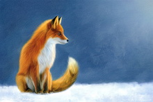 Fox, Vixen, Tod, Red Fox, Wild Fox