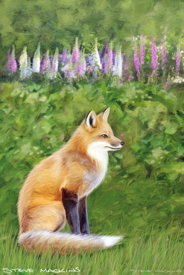 Fox Art Print