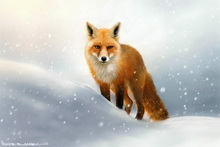 Fox, Vixen, Tod, Red Fox, Wild Fox