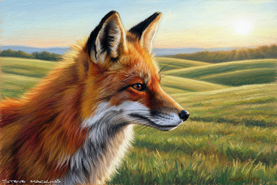 Fox Art Print