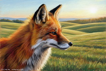Fox, Vixen, Tod, Red Fox, Wild Fox