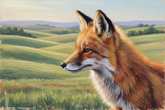Fox Art Print
