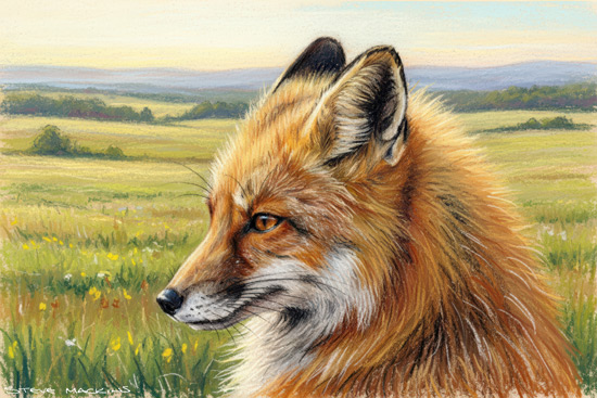 Fox Art Print