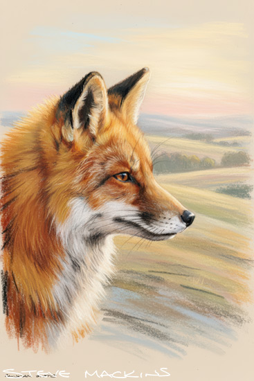 Fox Art Print