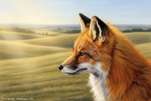 Fox, Vixen, Tod, Red Fox, Wild Fox