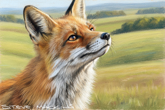 Fox Art Print