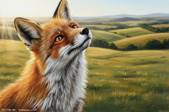 Fox Art Print