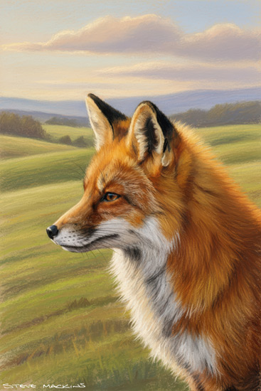 Fox Art Print
