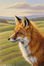 Fox, Vixen, Tod, Red Fox, Wild Fox