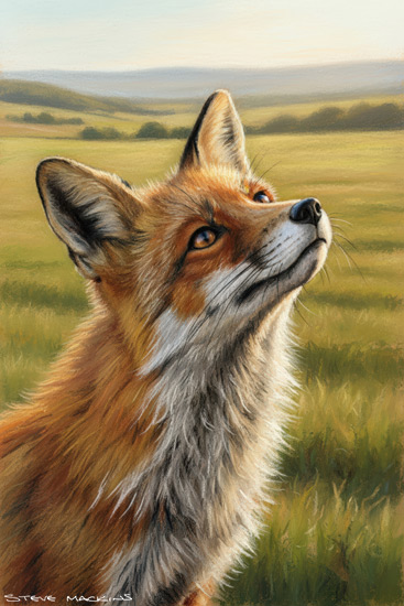 Fox Art Print