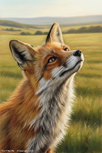 Fox, Vixen, Tod, Red Fox, Wild Fox