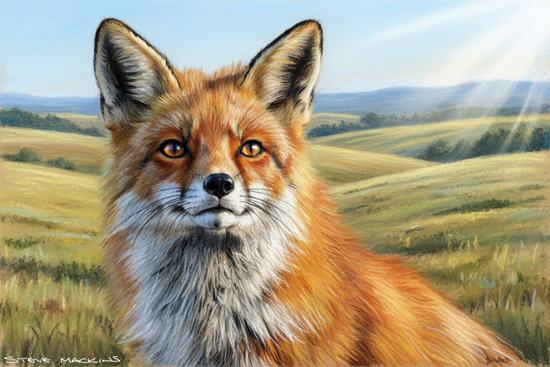 Fox Art Print