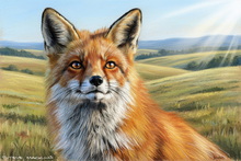 Fox, Vixen, Tod, Red Fox, Wild Fox