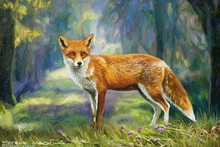 Fox, Vixen, Tod, Red Fox, Wild Fox