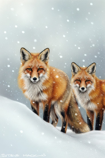 Fox Art Print
