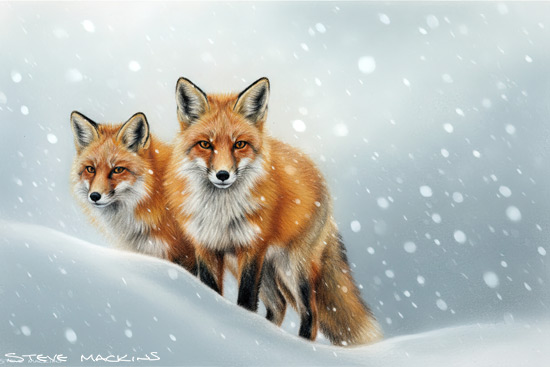 Fox Art Print