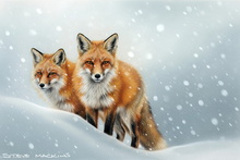 Fox, Vixen, Tod, Red Fox, Wild Fox