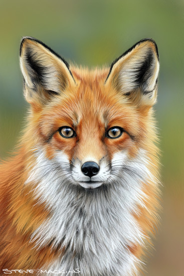 Fox Art Print