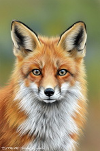 Fox, Vixen, Tod, Red Fox, Wild Fox